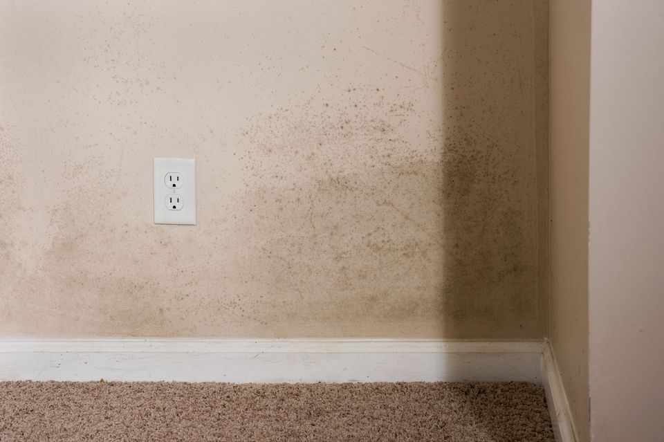 1517282895457217.jpg home-interior-mold-184963684-5955449e5f9b5815d9ddf60d.jpg