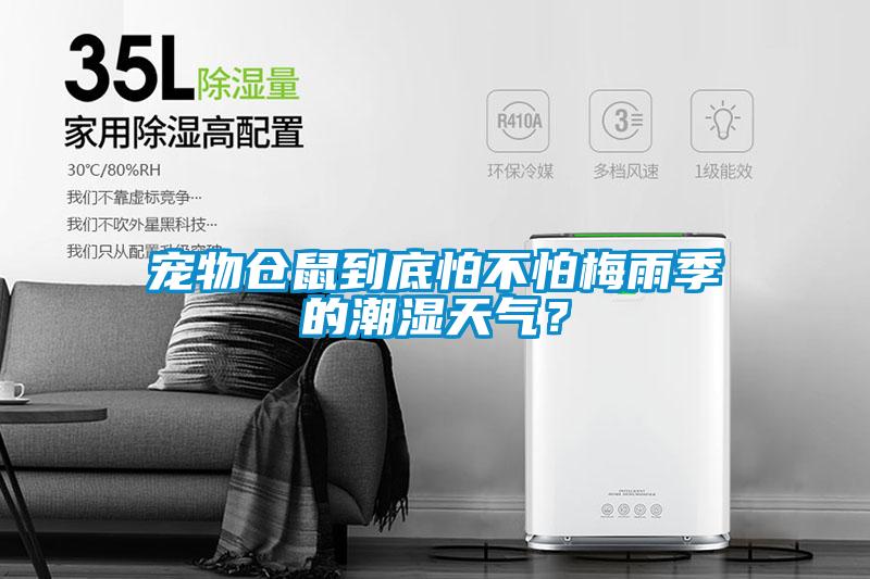 寵物倉鼠到底怕不怕梅雨季的潮濕天氣？