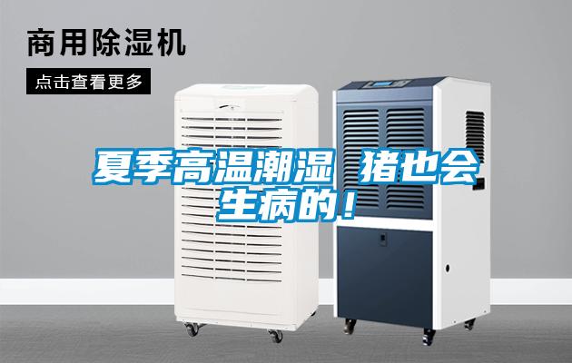 夏季高溫潮濕 豬也會(huì)生病的！
