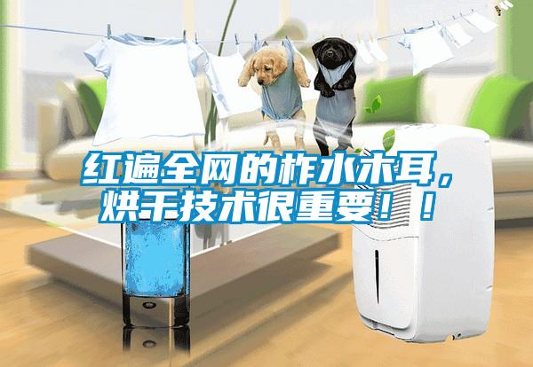 紅遍全網(wǎng)的柞水木耳，烘干技術(shù)很重要！！