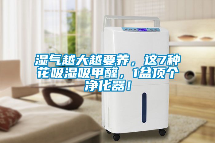 濕氣越大越要養(yǎng)，這7種花吸濕吸甲醛，1盆頂個凈化器！